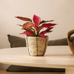 Low light indoor plants: Chinese Evergreen