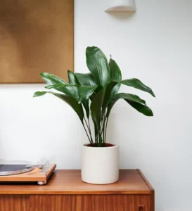 Low light indoor plants: Aspidistra