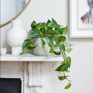 Low light indoor plants: Pothos