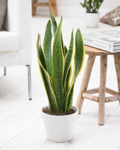 Low light indoor plants: Snake plant